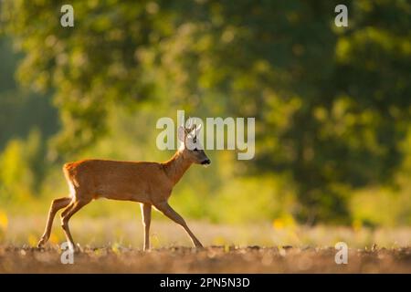 Cerfs de Virginie, cerfs de Virginie (Capreolus capreolus), cerfs, ongulés, ongulés à bout égal, mammifères, Animaux, Western Roe Deer buck, marche sur Banque D'Images