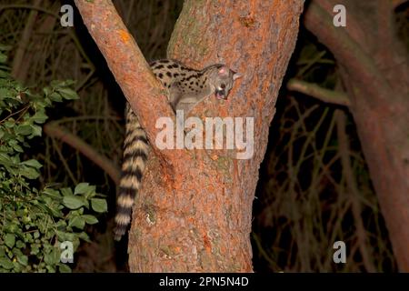 Petit-acheted Genet (Genetta genetta) adulte, appelant, debout sur la branche la nuit, Castilla y Leon, Espagne Banque D'Images