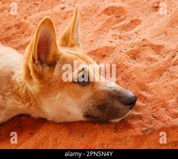 Dingo (Canis familiaris dingo), gros plan de la tête, reposant sur le sable, secouru individu utilisé par les Rangers du parc pour l'éducation et la conservation Banque D'Images