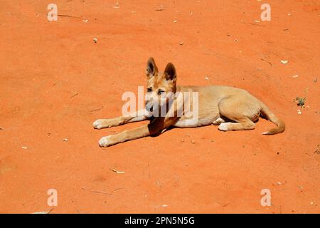 Dingo (Canis familiaris dingo), reposant sur le sable, individu secouru utilisé par les Rangers du parc à des fins d'éducation et de conservation, Central Desert Banque D'Images