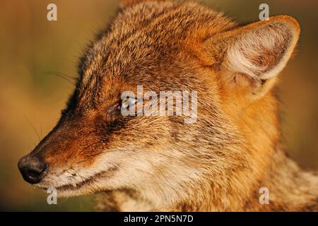 Golden Jackal (Canis aureus) adulte, gros plan de la tête, Keoladeo Ghana N. P. (Bharatpur), Rajasthan, Inde Banque D'Images