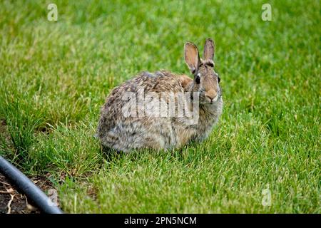 Queue de cotonnière, lapins, rongeurs, mammifères, animaux, Nuttall's Cottontail (Sylvilagus nuttallii) adulte, assis sur la pelouse du jardin, utricularia du Nord Banque D'Images