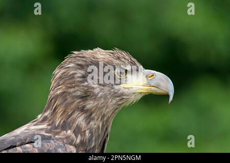 Aigle à tête blanche (Haliaeetus leucocephalus) juvénile, gros plan de la tête, juin (en captivité) Banque D'Images