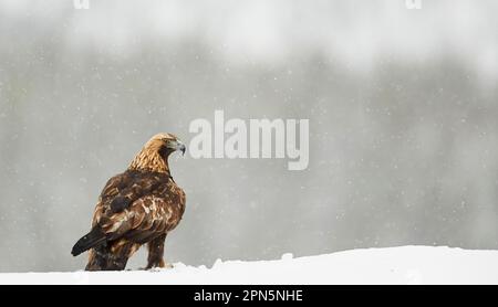 Aigle royal (Aquila chrysaetos) adulte, debout sur une crête en chute de neige, dans le nord de la Finlande Banque D'Images