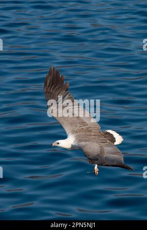 Aigle de mer à ventre blanc (Haliaeetus leucogaster) adulte, volant au-dessus de la mer, Horseshoe Bay, île de Rinca, îles Komodo N. P. Lesser Sunda, Indonésie Banque D'Images