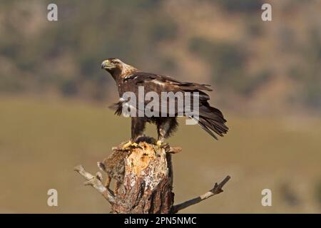 Aigle impérial espagnol (Aquila adalberti) adulte, avec une proie de lapin sur le musc, Castilla y Leon, Espagne Banque D'Images