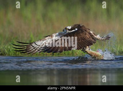 Osprey (Pandion haliatus) adulte, en vol, décollage du loch avec des proies à la truite dans les talons, Aviemore, Cairngorms N. P. Grampian Mountains Banque D'Images