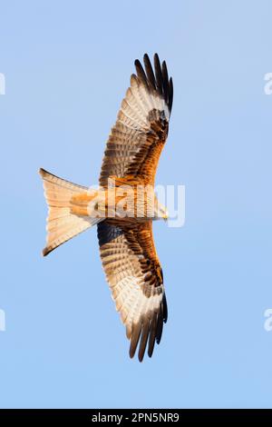 Cerf-volant rouge, cerf-volant rouge (milvus milvus), cerf-volant rouge, cerf-volant à fourche, Harriers à fourche, Cerf-volant, cerfs-volants, oiseaux de proie, animaux, oiseaux, Cerf-volant rouge Banque D'Images