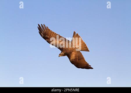 Cerf-volant noir (Milvus Migrans) adulte, en vol, en voyage pour ramasser de la nourriture, Castilla y Leon, Espagne Banque D'Images