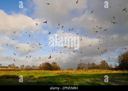 Troupeau de cerf-volant rouge (Milvus milvus), en vol, en train de rouler au-dessus de la station d'alimentation, Gigrin Farm, Rhayader, Powys, pays de Galles, Royaume-Uni Banque D'Images