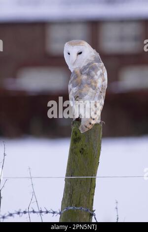 Hibou de la grange commune (Tyto alba), homme adulte, perché sur un poste de clôture dans la neige, avec un chalet en arrière-plan, North Yorkshire, Angleterre, janvier (in Banque D'Images