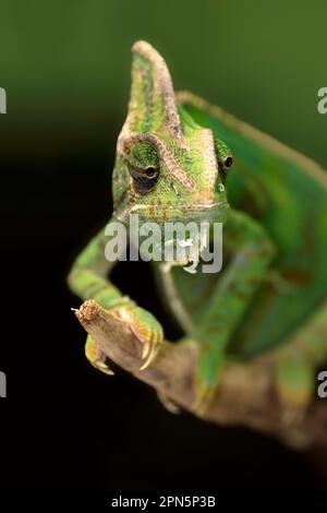 Caméléon voilé (Chamaeleo calyptratus), mâle adulte, péninsule arabique Banque D'Images