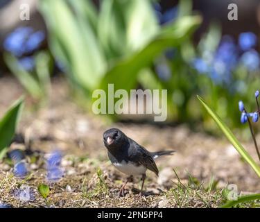 (Ottawa, Canada---16 avril 2023) junco aux yeux sombres / junco couleur ardoise par la rivière Rideau. Photographie Copyright Sean Burges 2023 / Mundo Sport image Banque D'Images