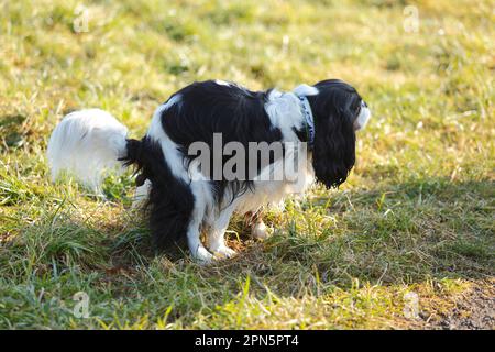 Cavalier King Charles, tricolore, déféquant Banque D'Images