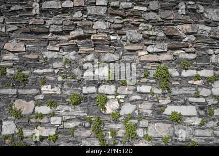 vieux mur en pierre avec des plantes qui poussent dans les crevasses Banque D'Images