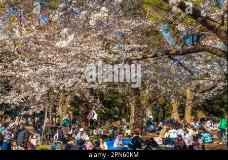 Tokyo, Japon - 20 mars 2023 : les visiteurs apprécient les cerisiers en fleurs (Sakura) dans le parc Ueno, Tokyo, Japon Banque D'Images
