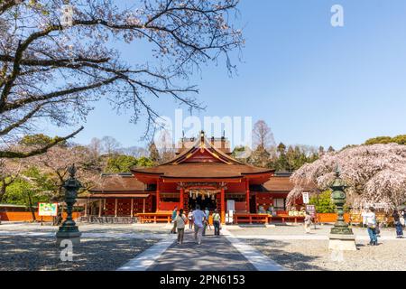 Fujinomiya-ville, Japon - 22 mars 2023: Les gens appréciant les fleurs de Sakura dans le temple de Fujisan Hongu Sengen Taisha. Banque D'Images