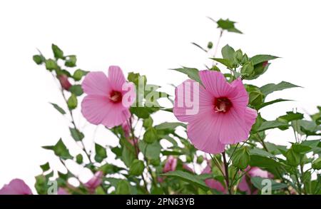 Hibiscus moscheutos, la méduse rose, la méduse rose des marais est une espèce de plante à fleurs de la famille des Malvaceae. Banque D'Images