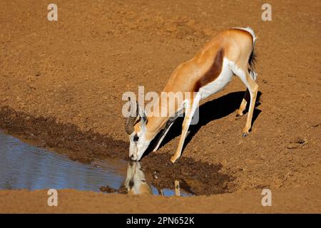 Antilope de printemps (Antidorcas marsupialis) buvant dans un trou d'eau, parc national de Mokala, Afrique du Sud Banque D'Images