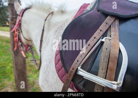 Cheval avec selle. Étrier et sangles en gros plan Banque D'Images