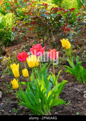 Groupe de fleurs de tulipe jaune et rouge rétroéclairées dans le jardin au printemps Banque D'Images