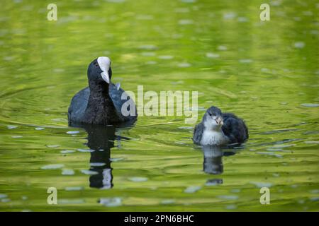 Coot eurasien (Fulica atra) avec la nage de poussins dans le lac. Banque D'Images