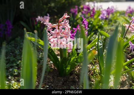 Jacinthe rose dans le jardin. Fond naturel de printemps coloré. culture de fleurs ornementales dans un jardin ou un parc. Rayons lumineux du soleil, beau Banque D'Images