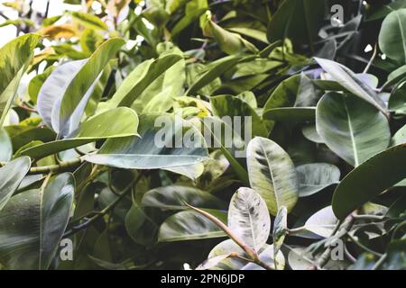 Feuilles vertes Ficus elastica. Fond conceptuel tropical. Mise au point sélective. Banque D'Images