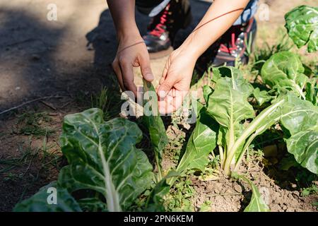 Gros plan des mains pour vérifier la qualité des produits de jardin Banque D'Images