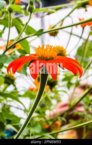 Tithonia rotundifolia 'Goldfinger' dans la pépinière du projet Eden, St Austell, Cornwall, Royaume-Uni Banque D'Images