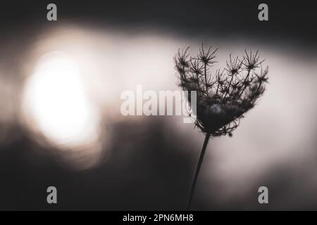 Plante séchée légèrement capturée dans une lumière de bokeh automnale chaude, évoquant la beauté naturelle et la tranquillité dans un style de photographie authentique et non brillant Banque D'Images