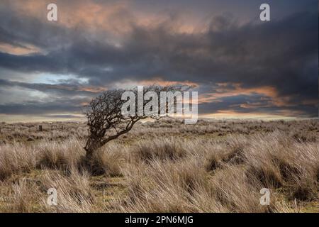 Arbre balayé par le vent sur la côte de Northumberland Banque D'Images