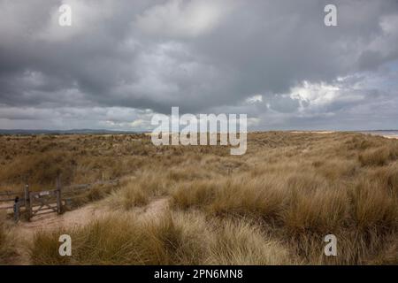 Prairies dans les dunes de sable Banque D'Images