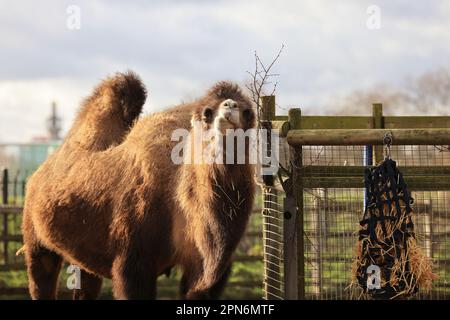 Chameau de Bactrian (Camelus bactrianus) emportant du foin au zoo de Londres, Royaume-Uni Banque D'Images