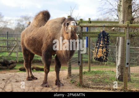 Chameau de Bactrian (Camelus bactrianus) emportant du foin au zoo de Londres, Royaume-Uni Banque D'Images