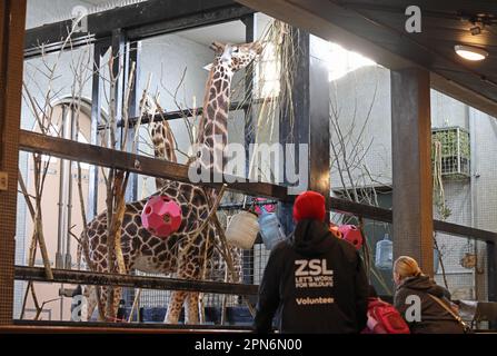 Girafes se nourrissant dans leur enceinte intérieure, au zoo de Londres, au Royaume-Uni Banque D'Images