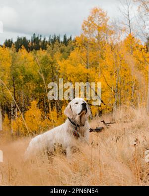 Jeune chien d'or crème anglaise au Colorado automne Aspen arbres Banque D'Images