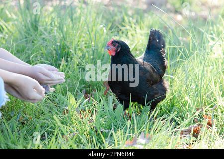 Le poulet noir à l'autonomie libre est nourri hors des mains des enfants Banque D'Images