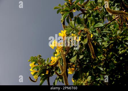 Partie supérieure de l'arbre trompette d'Or, Handroanthus chrysotrichus, avec des fleurs jaunes et des gousses de graines floues. Originaire du Brésil dans le jardin australien. Banque D'Images