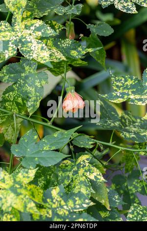 abutilon pictum les noms communs comprennent revein abutilon, Red vein Indian Mallow, Red vein Floraison Maple, Chinese-lantern et Red vein Chinese lanter Banque D'Images