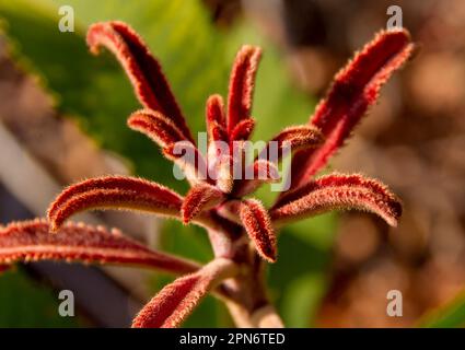 Tige unique de la Paw kangourou australienne (Anigozanthos). Fleur rouge en cuivre fourrure dans le jardin du Queensland au printemps. Médecine du Bush autochtone. Banque D'Images