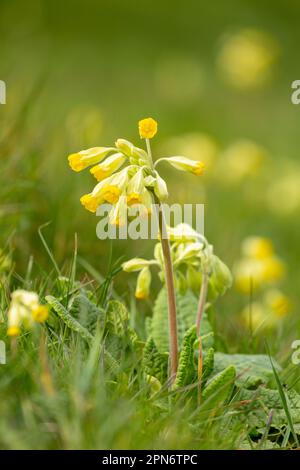 Primula veris, le cowslip, le cowslip commun, ou primrose de cowslip, est une plante herbacée à fleurs vivaces de la famille des Primulacées Banque D'Images