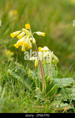 Primula veris, le cowslip, le cowslip commun, ou primrose de cowslip, est une plante herbacée à fleurs vivaces de la famille des Primulacées Banque D'Images