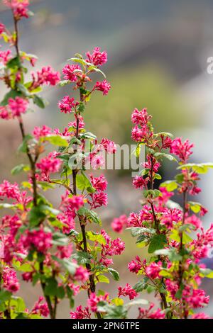 Ribes sanguineum, le cassis à fleurs, le cassis, le cassis à fleurs rouges ou le cassis Banque D'Images