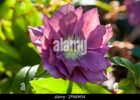Gros plan sur une belle fleur d'Helihore violet. Banque D'Images