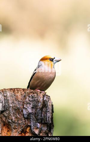 Hawfinch boire à partir d'une flaque Banque D'Images