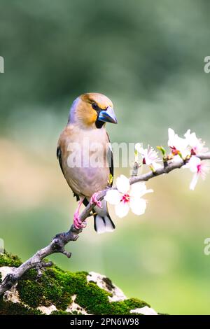 Hawfinch boire à partir d'une flaque Banque D'Images