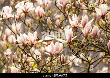 Un magnifique Magnolia en fleur en Écosse Banque D'Images