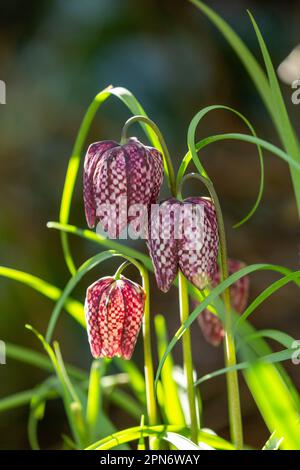 Fritilaria meleagris tête de serpent floraison frilalaire en avril en Écosse Banque D'Images