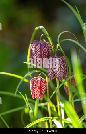 Fritilaria meleagris tête de serpent floraison frilalaire en avril en Écosse Banque D'Images